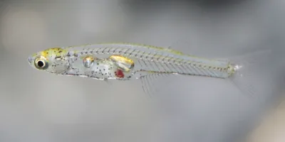 Picture Tiny Fish, the Size of a Fingernail, Can Produce Noises as Loud as an Elephant
