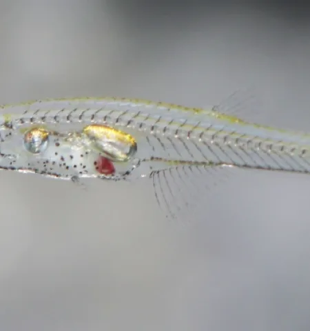 Picture Tiny Fish, the Size of a Fingernail, Can Produce Noises as Loud as an Elephant