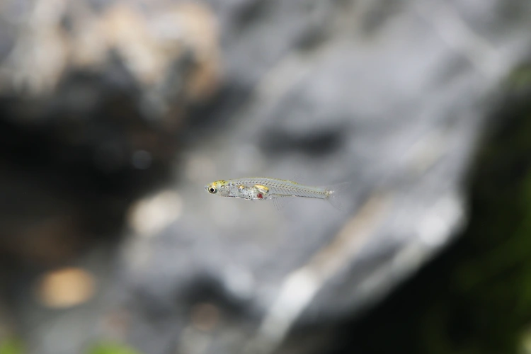 Fingernail-sized fish produces elephant-loud noises