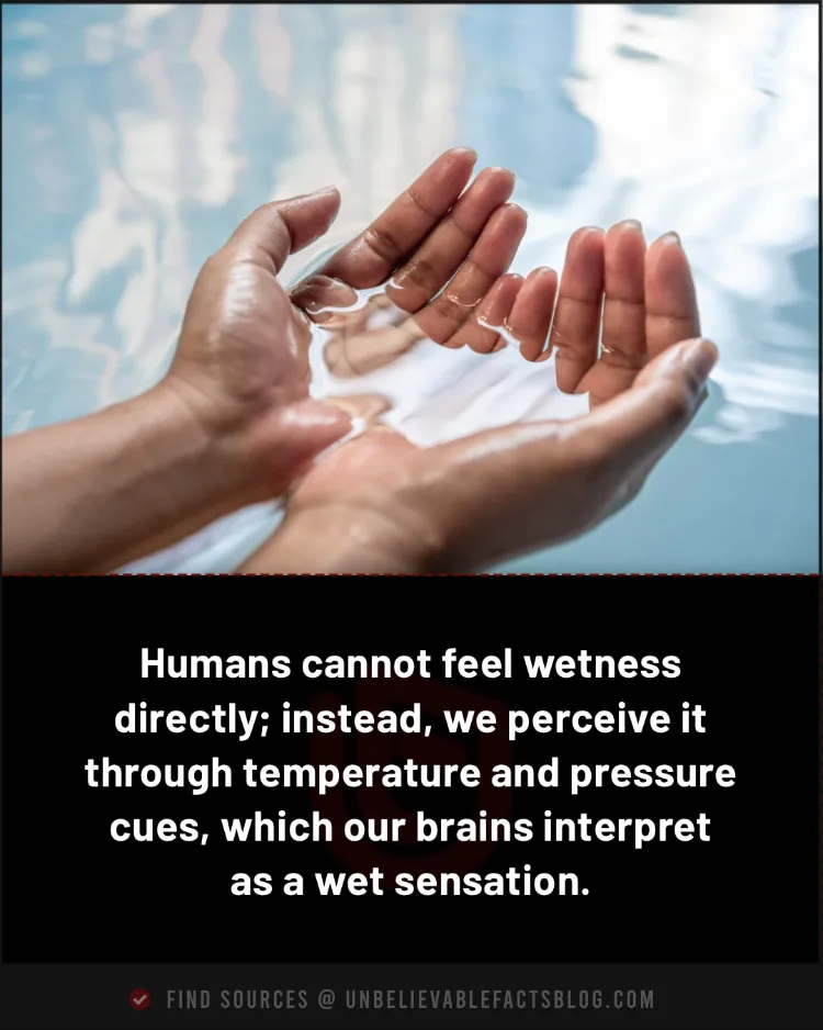 Humans cannot feel wetness