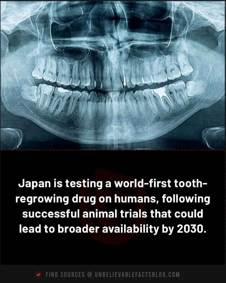 Japan tests first tooth-regrowing drug