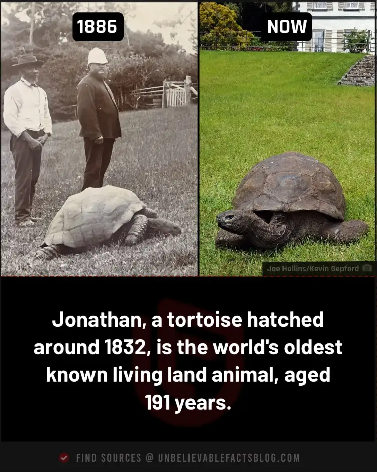 Jonathan, a tortoise