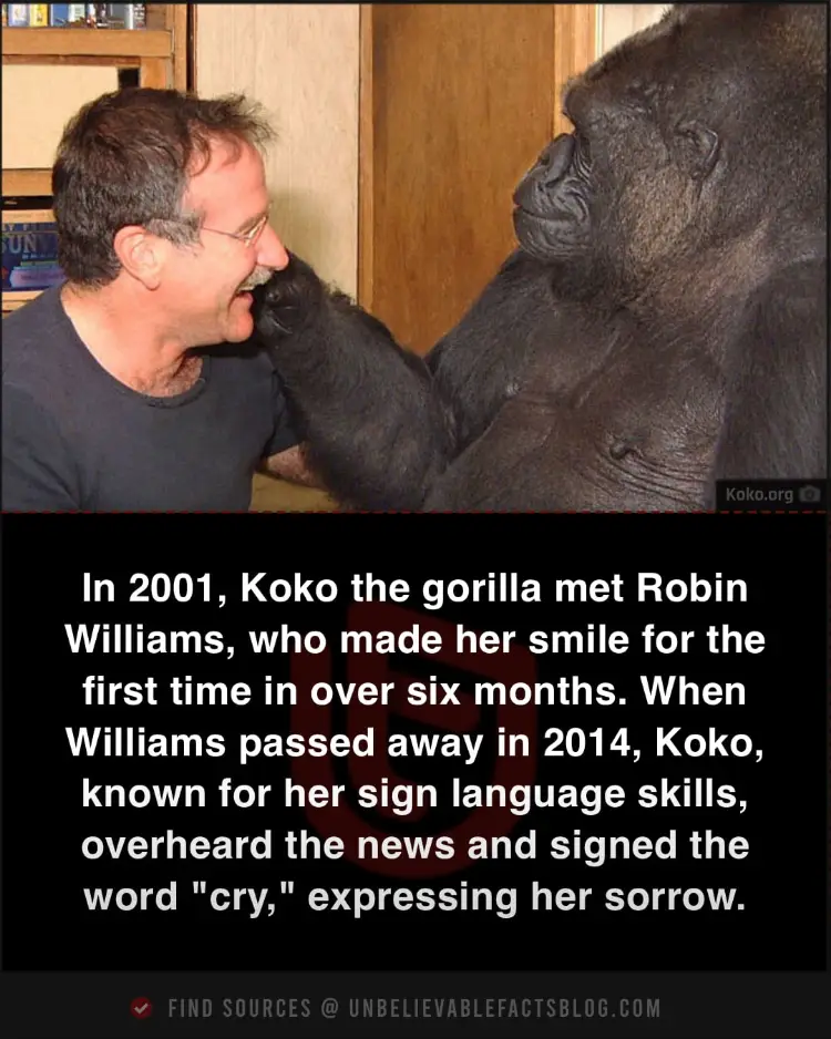 Koko the gorilla met Robin Williams