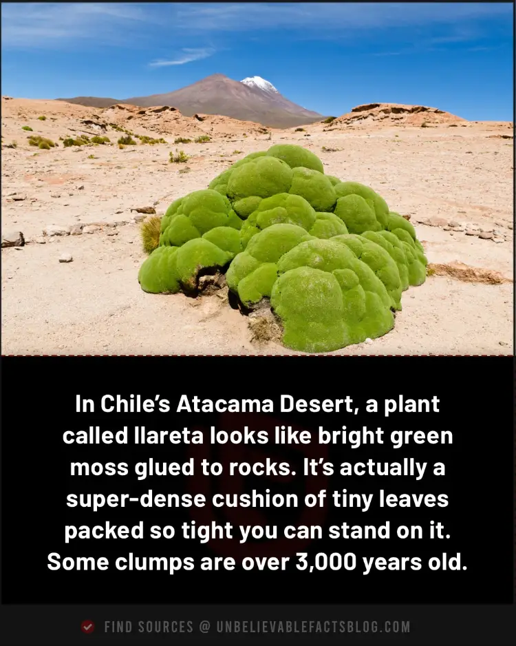 Llareta is a 3,000-year-old dense shrub in Chile’s desert