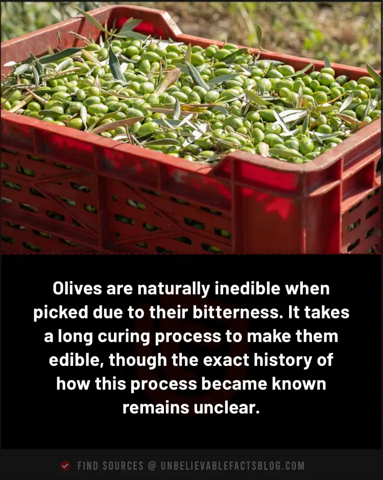 Olives are naturally inedible when picked due to their bitterness.