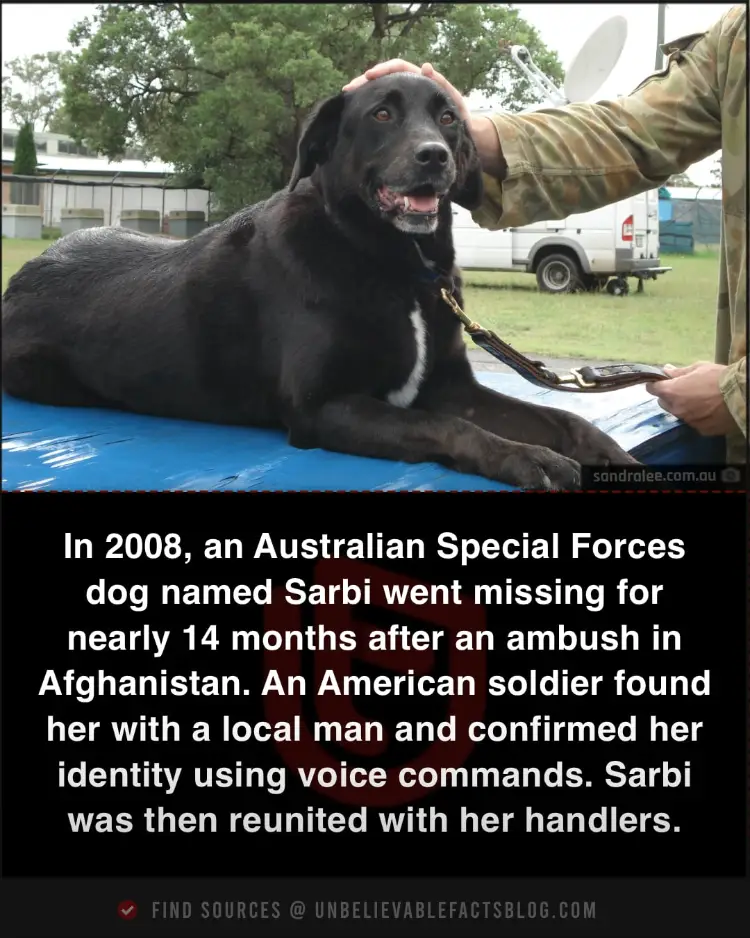 Sarbi, a Special Forces dog