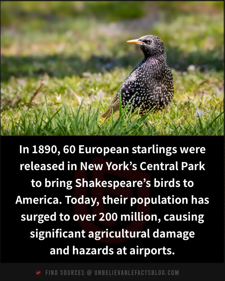 Starlings introduced in 1890 now number 200 million