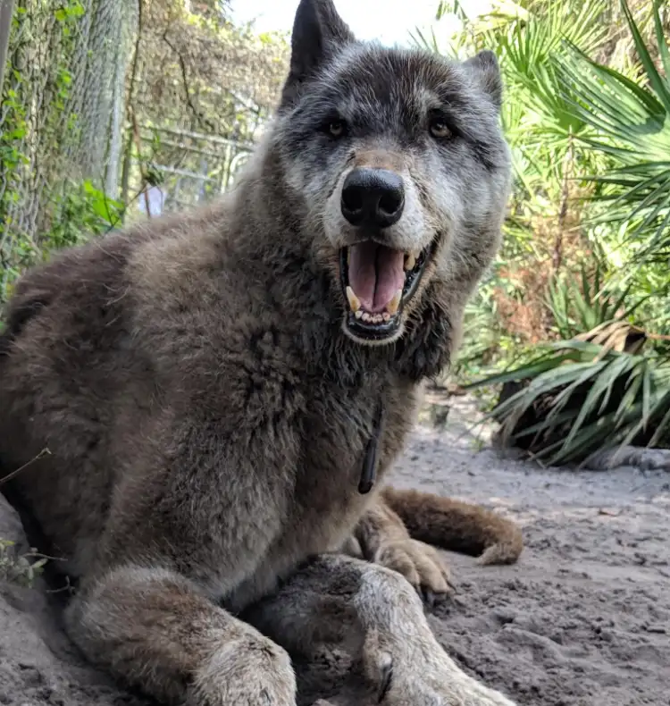 Wolfdog Yuki