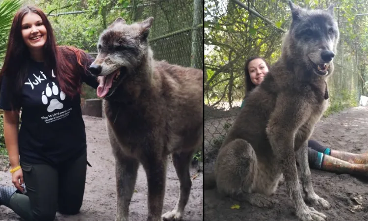 Yuki at Shy Wolf Sanctuary, posing with volunteers.