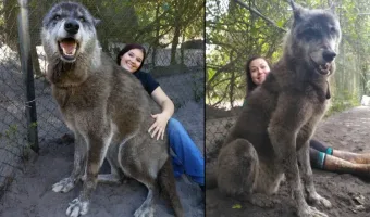 Picture Yuki the Giant Wolfdog Hybrid Goes Viral, Sparking Doubts About His Authenticity