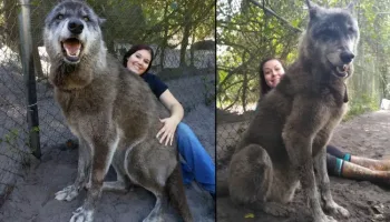 Picture Yuki the Giant Wolfdog Hybrid Goes Viral, Sparking Doubts About His Authenticity