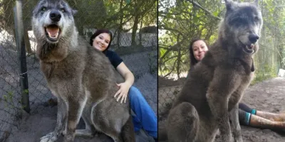 Picture Yuki the Giant Wolfdog Hybrid Goes Viral, Sparking Doubts About His Authenticity