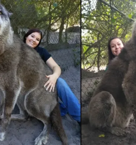 Picture Yuki the Giant Wolfdog Hybrid Goes Viral, Sparking Doubts About His Authenticity
