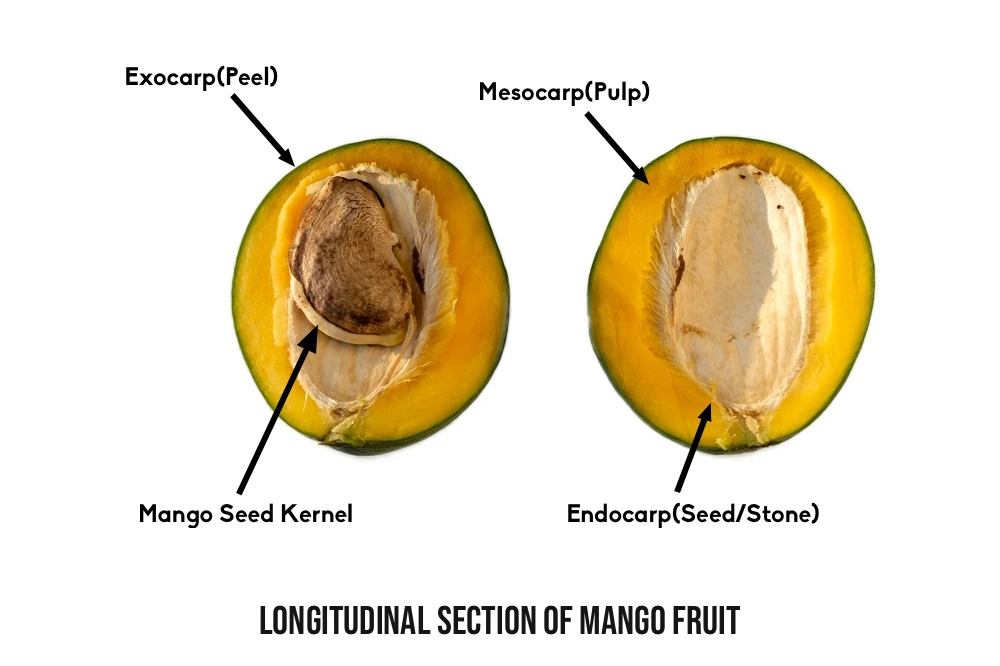 Longitudinal Section of Mango Fruit