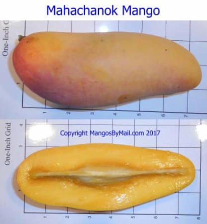 Mahachanok Mango Pit