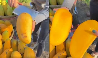 Picture Do Seedless Mangoes Really Have No Seeds in Them?