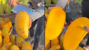 Picture Do Seedless Mangoes Really Have No Seeds in Them?