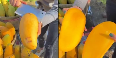 Picture Do Seedless Mangoes Really Have No Seeds in Them?