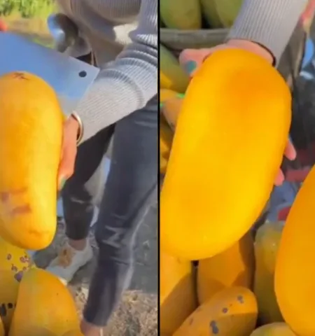 Picture Do Seedless Mangoes Really Have No Seeds in Them?