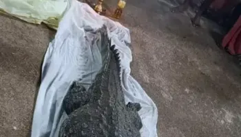 Picture Babiya, the vegetarian temple crocodile, passed away in 2022.