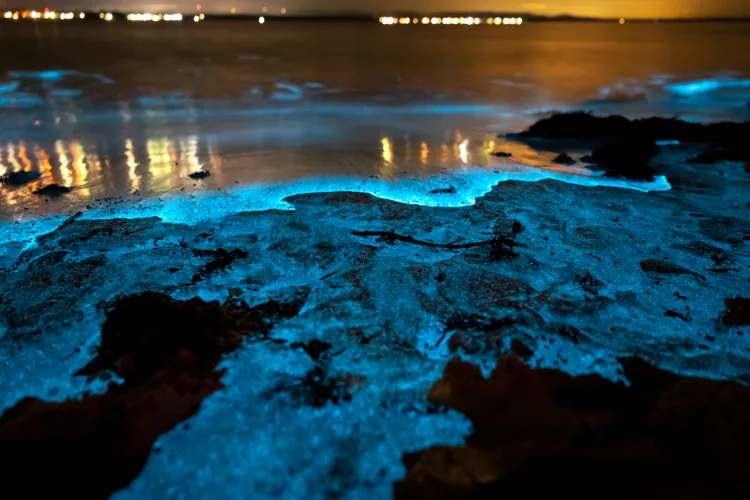 Bioluminescent algae