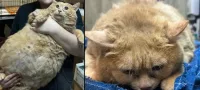 Picture Overweight Russian Cat Was Unable to Walk at 38 Pounds when Rescued from a Hospital Basement