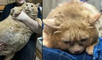 Picture Overweight Russian Cat Was Unable to Walk at 38 Pounds when Rescued from a Hospital Basement