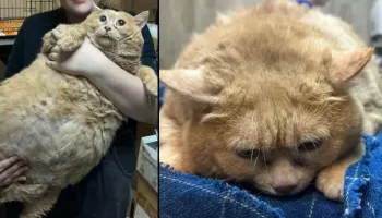 Picture Overweight Russian Cat Was Unable to Walk at 38 Pounds when Rescued from a Hospital Basement