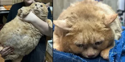 Picture Overweight Russian Cat Was Unable to Walk at 38 Pounds when Rescued from a Hospital Basement