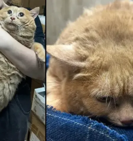 Picture Overweight Russian Cat Was Unable to Walk at 38 Pounds when Rescued from a Hospital Basement