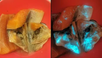 Picture Man Finds His Salmon Glowing in the Dark and Sparks Public Health Debate