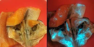 Picture Man Finds His Salmon Glowing in the Dark and Sparks Public Health Debate