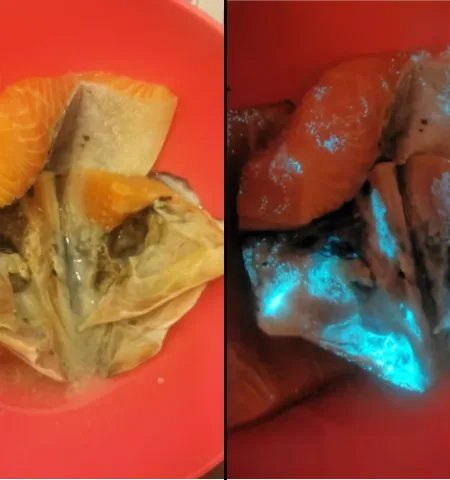 Picture Man Finds His Salmon Glowing in the Dark and Sparks Public Health Debate