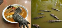 Picture Taiwan Restaurant Serves Ramen Topped with Crocodile Leg