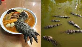 Picture Taiwan Restaurant Serves Ramen Topped with Crocodile Leg