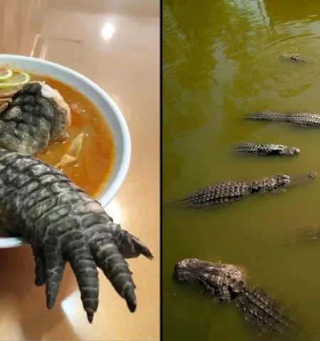 Picture Taiwan Restaurant Serves Ramen Topped with Crocodile Leg