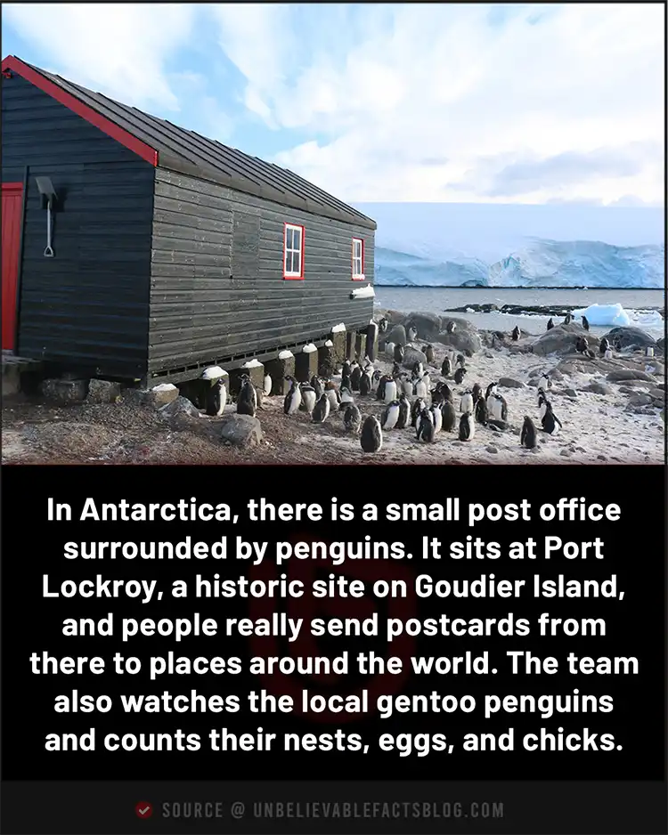 Antarctica has a penguin-surrounded post office