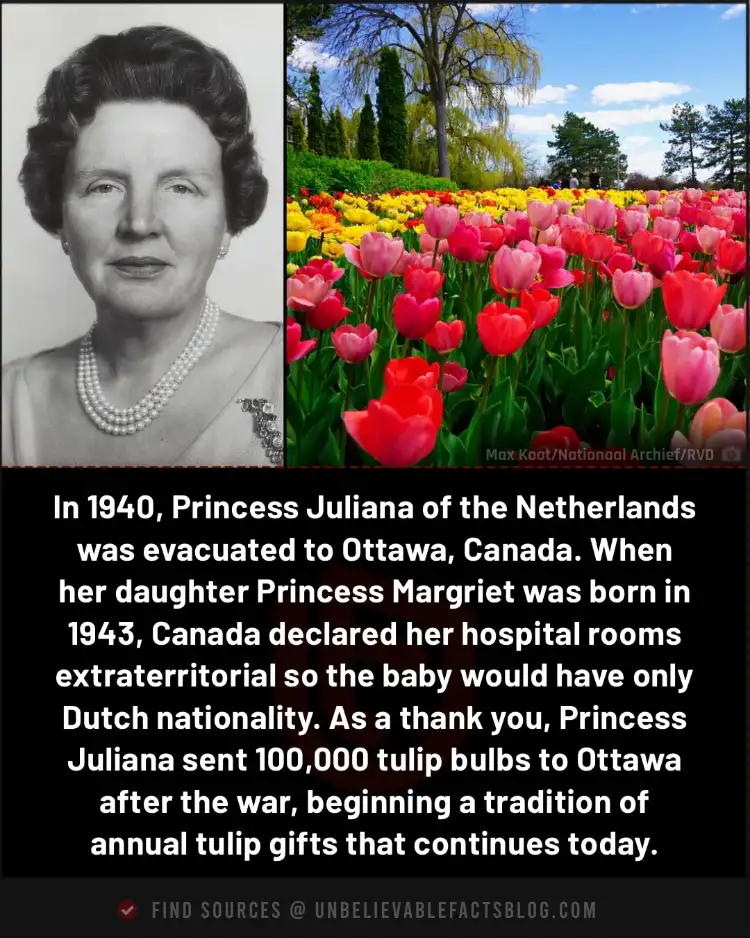 Dutch princess born in Canada; tulips symbolize enduring gratitude. Dutch princess born in Canada; tulips symbolize enduring gratitude.