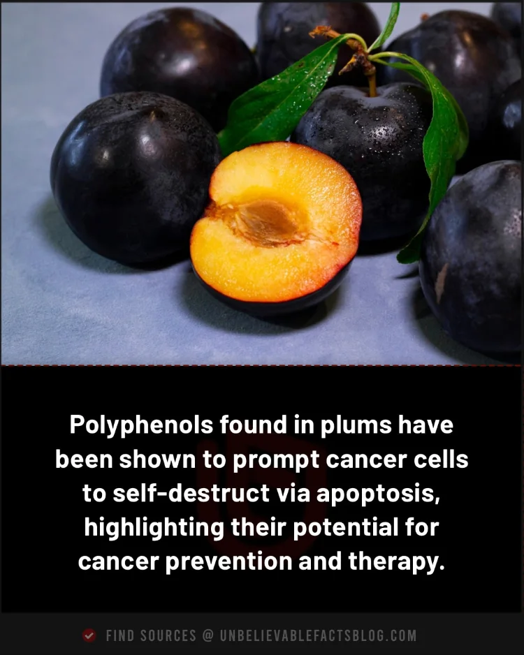 Plum polyphenols