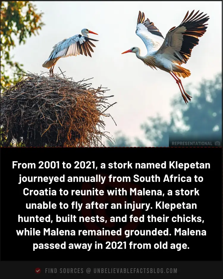 stork named Klepetan stork named Klepetan