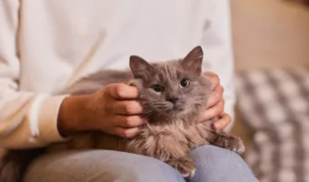 Picture Husband Faces High Court After Wife Claims He Loves Pet Cat More than Her
