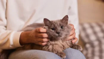 Picture Husband Faces High Court After Wife Claims He Loves Pet Cat More than Her