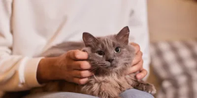 Picture Husband Faces High Court After Wife Claims He Loves Pet Cat More than Her