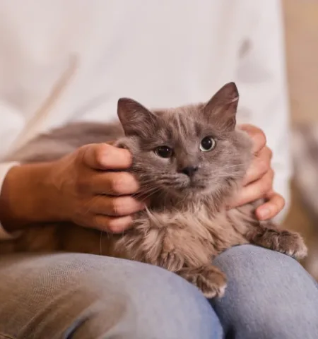 Picture Husband Faces High Court After Wife Claims He Loves Pet Cat More than Her