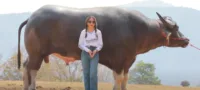 Picture The World’s Tallest Water Buffalo Is a Gentle Giant
