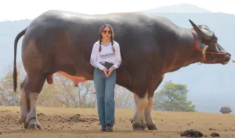 Picture The World’s Tallest Water Buffalo Is a Gentle Giant