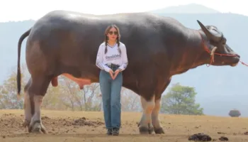 Picture The World’s Tallest Water Buffalo Is a Gentle Giant