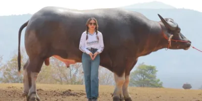 Picture The World’s Tallest Water Buffalo Is a Gentle Giant