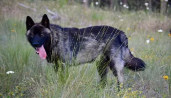 Picture How a Family Bred a Dog Breed that Resembles the Extinct Dire Wolf