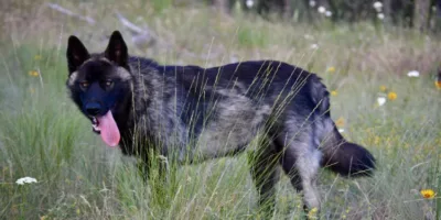 Picture How a Family Bred a Dog Breed that Resembles the Extinct Dire Wolf